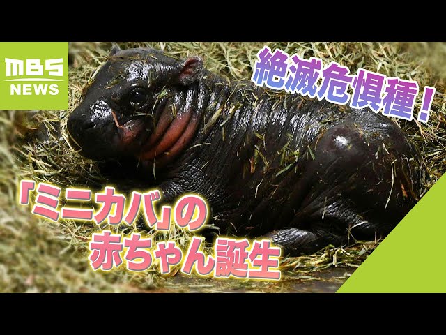 激安!』【新作F6】 ミニカバの赤ちゃん油絵 金泰鮮画 動物 激安