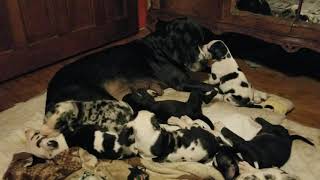 Great Dane Puppies Sale in North Branch, MI