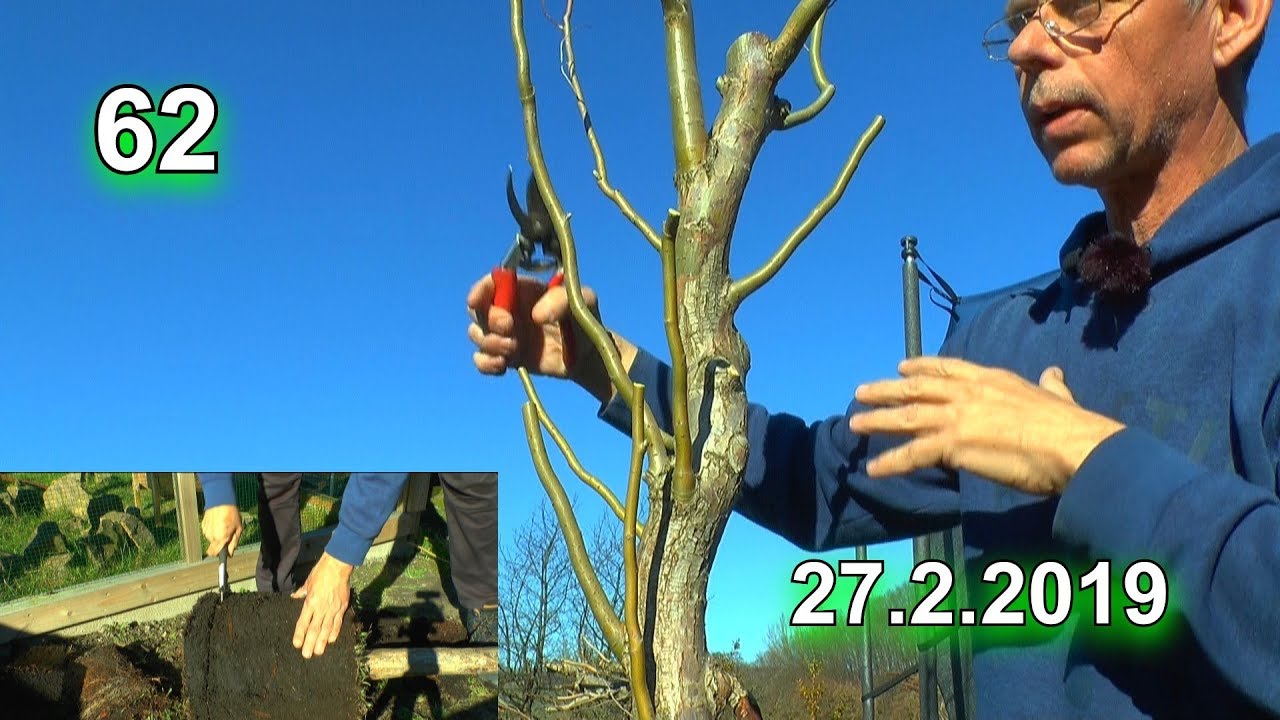 New Die Weide Baumschnitt Umtopfen / Großer Baum im kleinen Topf für die Terasse Sichtschutz der wächst