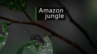 Amazon jungle sounds - calm night in the rainforest