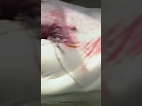 قرش الغردقة