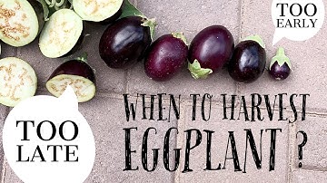 How to tell if the eggplant is ready to harvest ( grow food in your backyard )