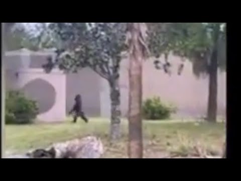 Gorilla CAUGHT Walking Like A HUMAN  