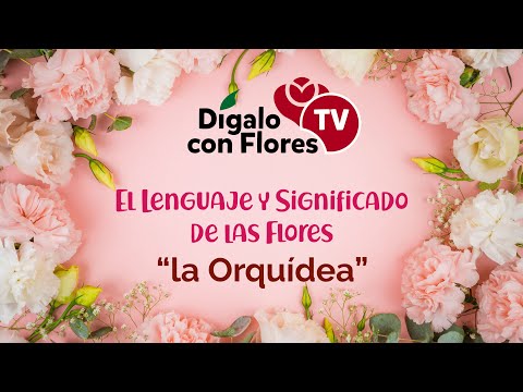 Vídeo: O Que Uma Orquídea Significa Como Uma Flor