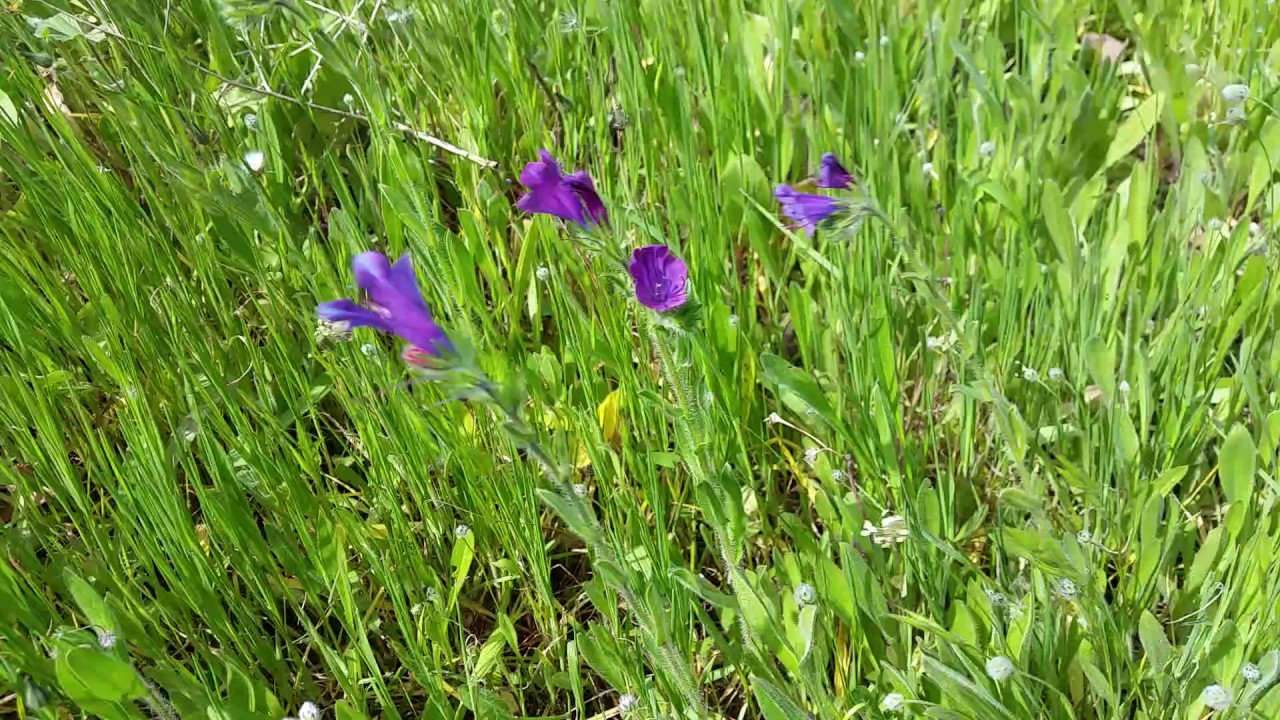 La Viborera /OteoSuficiencia.