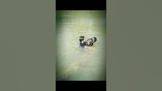 Mesum dalam air video lucu, tingkah anak jaman sekarang #shorts #short #memes #viral
