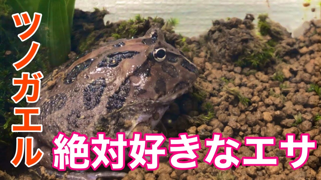 ツノガエルが絶対大好きな餌を2種類紹介 生き餌あり Youtube