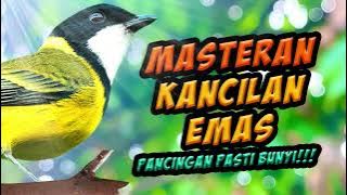 masteran burung kancilan emas / siulan emas / bimoli gacor syahdu./ pemandangan pepohonan hijau