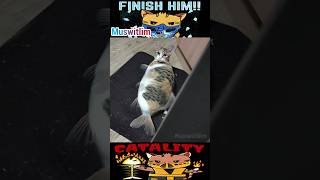 La curiosidad, mató al Gato 😺😹😿🙀 | Soundtrack
