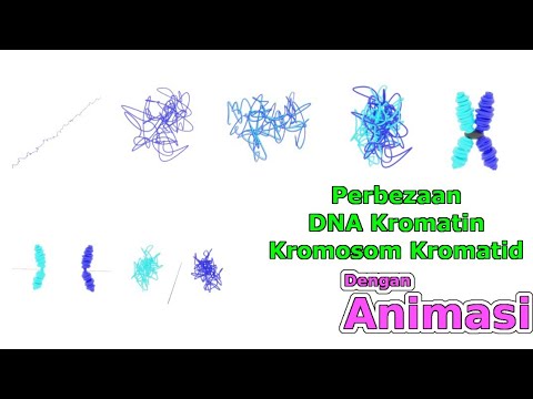 [Biologi] Perbezaan antara DNA, Kromatin, Kromosom dan Kromatid [Animasi ~ SPM Bio]