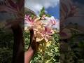 My Variegated pink lemon tree