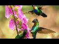 Relax Your Mind &amp; Soothe Stress Away with Rain &amp; Birdsong Ambience 💗🌧️ Peaceful Music for Inner Calm