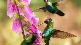 Relax Your Mind & Soothe Stress Away with Rain & Birdsong Ambience 💗🌧️ Peaceful Music for Inner Calm