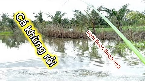 CÂU CÁ MƯƠNG RUỘNG ĐỤNG Ổ RÔ PHI TO BẦY CÁ TRÊ KHỦNG GIẬT ĐÃ TAY KÉO XỆ NÁCH LUÔN MÊ QUÁ 