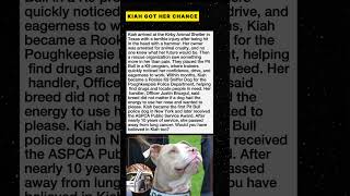 A Rescued Pit Bull Became A Police K9 Hero #Shorts #K9Hero #DogStory