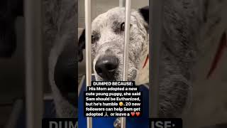 MEET SAM 🤍#A3321 year old • Neutered • 42 lbsSam is still just a baby… growing up in a kennel.💔#usa