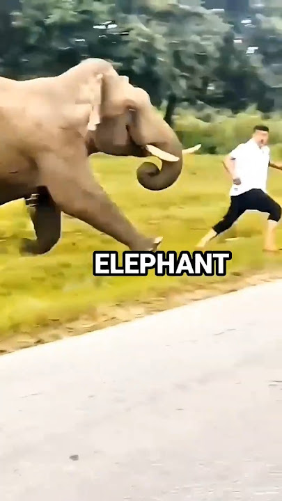 Cara Bertahan dari Serangan Gajah #gajah #perkelahianhewan #seranganhewan