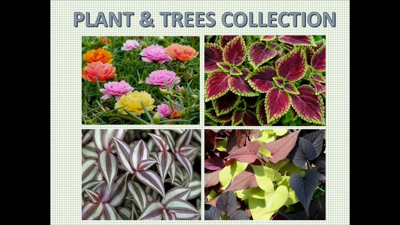 Plants use in landscaping - YouTube