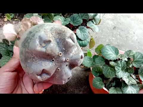 Video: Plante de begonie cu căpșuni - Cum să crești o plantă de casă de begonie cu căpșuni