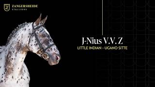 J Nius VV Z-Zangersheide Stallion Presentation 2026 ( ENG )