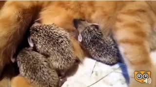 Чужих детей не бывает Животные, которые вновь доказывают это людям Чужих детей не бывает Животные, которые вновь доказывают это людям
