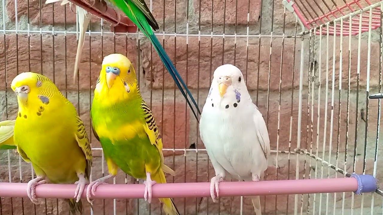 Australian beautiful bird's sounds 