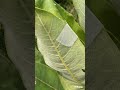 WHAT’S Hiding in This Plant? I’m holding it in with tape! #creature #creaturefeature #wildlife #wild