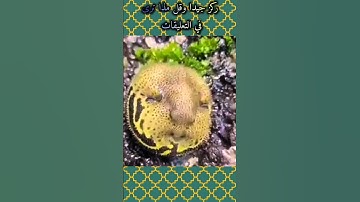 القرآن الكريم مشهد عجيب جدا #المصحف #سبحان ﷲ