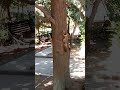 ...белочка приходит не одна. #белка