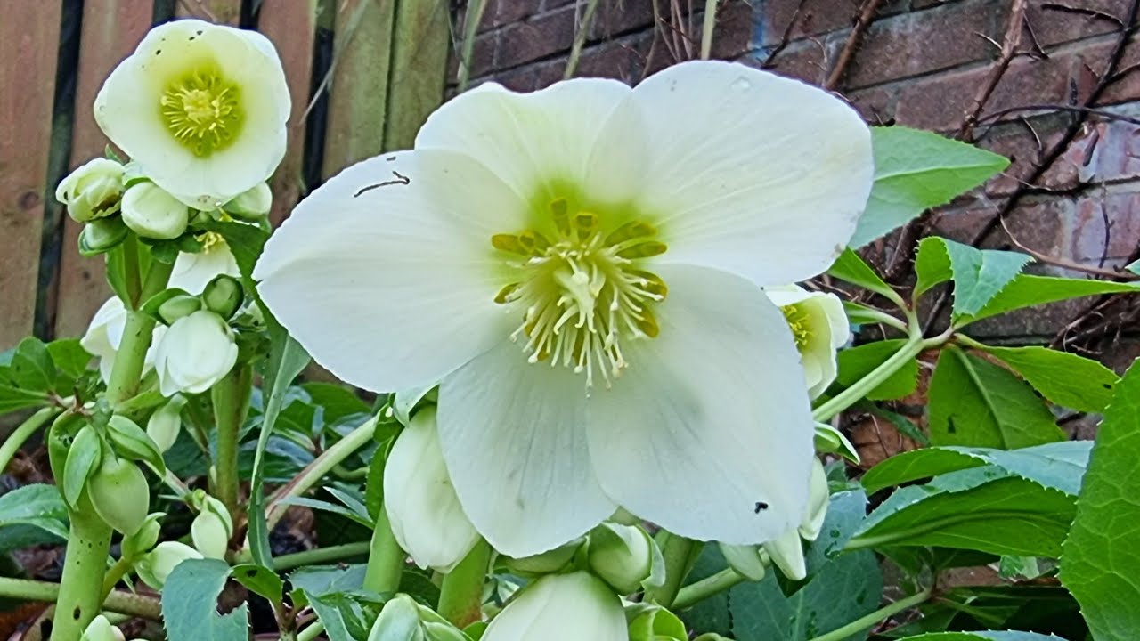 Jak pielęgnuję moją kolekcje ciemierników- styczniowa aktualizacja 