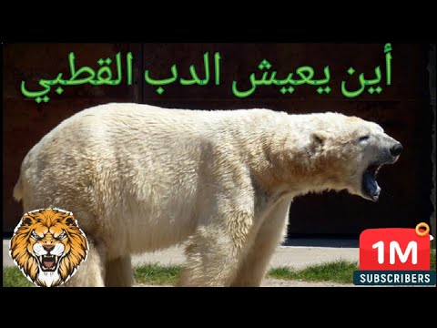 أين يعيش الدب القطبي الشمالي ( Where does the polar bear live? )