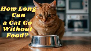 How Long Can a Cat Go Without Food? The Truth Revealed by Adventurezoo 896 views 1 month ago 2 minutes, 36 seconds