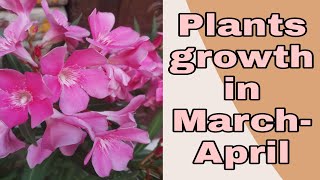 EP30: मार्च और अप्रैल में पौधों की ग्रोथ || perennial plants growth season