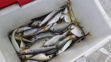 Câu Cá TrênTrụ Điện (Hòn Sơn)