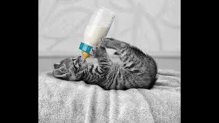 Gameplay Candy Sugar 2018 LinK Descarga (Gatito)(Explicit) screenshot 1