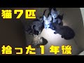 １年前捨て猫を７匹拾った　（I picked up 7 kittens a year ago.）