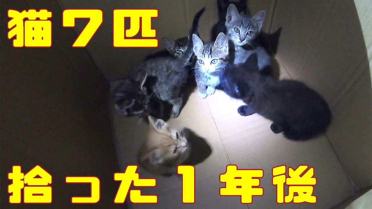 １年前捨て猫を７匹拾った I Picked Up 7 Kittens A Year Ago Youtube