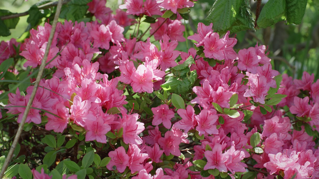 8k Nature Pink Azalea Flowers Zen Meditation and Relaxing Sounds YouTube