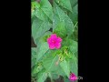 #garden flower shorts #shorts #flowers #garden #gardening #nature #plants #houseplants #decor