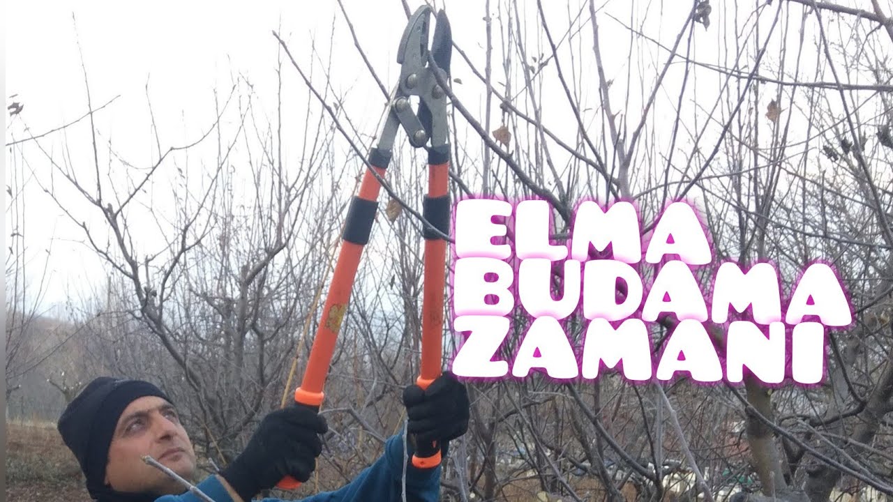 ELMA BUDAMA ZAMANI