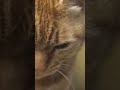 のらあくび