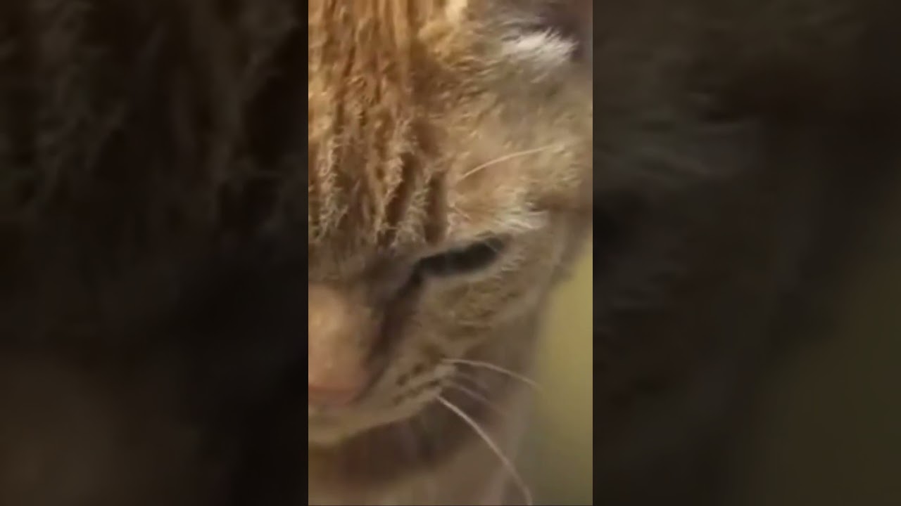 のらあくび