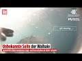 Walhai-Theorie wackelt: Die Meeresriesen jagen anders als gedacht!