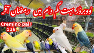 Sunday birds market Islamabad lovebirds ki bari offer #lovebirds