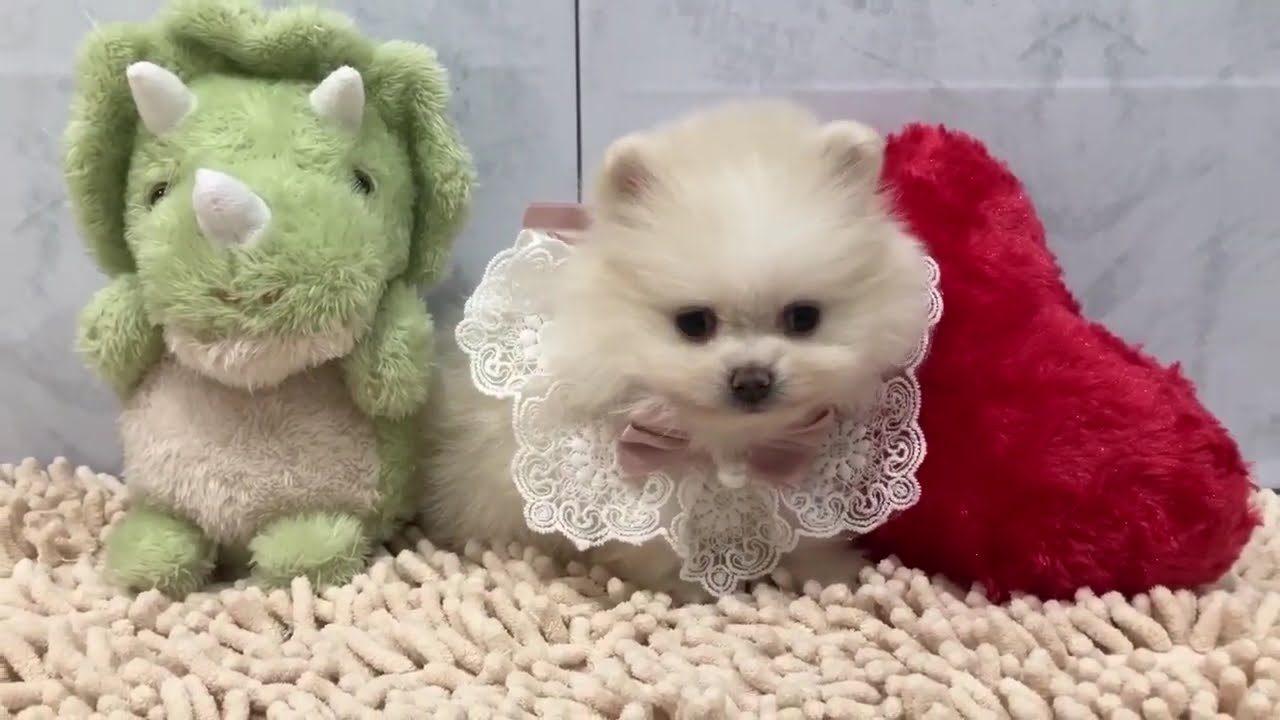 ポメラニアン 4/27 ♀ - YouTube
