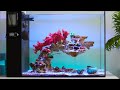 Bringing my reef aquarium back to life  blue reef tank