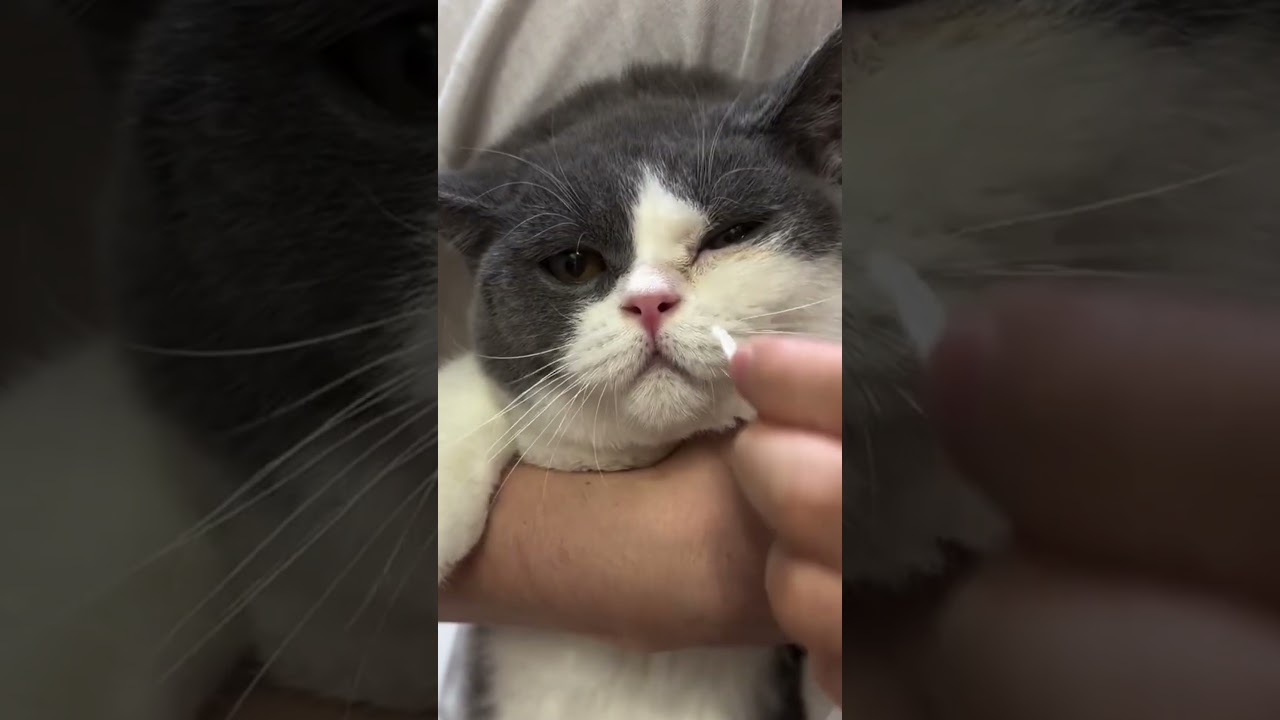 cara keluarin ingus kucing😪