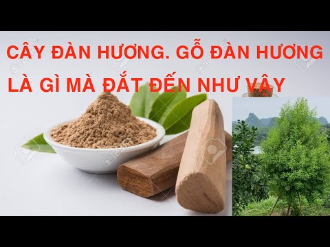 Video: Cây Đàn Hương Đỏ Là Gì - Trồng Cây Đàn Hương Đỏ Làm Cảnh