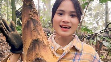 Gặp củ măng vầu to nhất trong mùa 2,5kg | Nắng Hạ Yên Bái