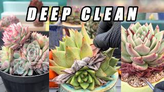 DEEP CLEAN 🌵 Gorgeous Succulent Clusters | Crunchy Dry Leaf Peeling ASMR (No Talking)